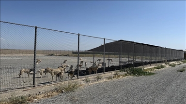 Osmaniye'de "Sahipsiz Hayvanları Koruma Birliği" kurulacak