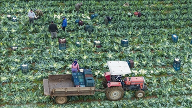 İzmir'in kışlık sebze tarlalarında hasat telaşı yaşanıyor