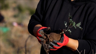Tunisie : Le reboisement bénévole au chevet des forêts défigurées par les flammes