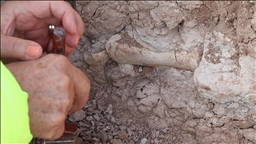 Çankırı'da zürafadan gergedana yüzlerce fosil bulunan alandan bu sezon 200 fosil çıkarıldı