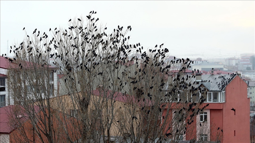 Ardahan'da kuşların gökyüzündeki dansı görüntülendi