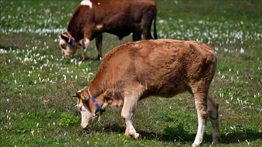 France : l'Occitanie débloque 300 000 € d’aide d’urgence face à la crise de dermatose nodulaire contagieuse
