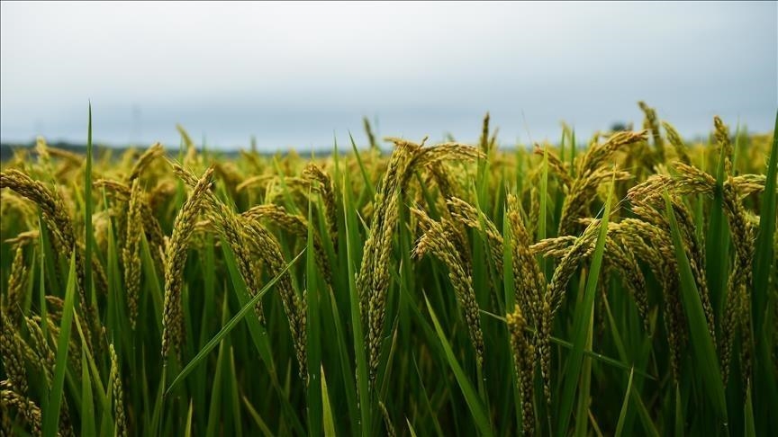 Китай увеличил производство зерновых до 714,8 млн тонн