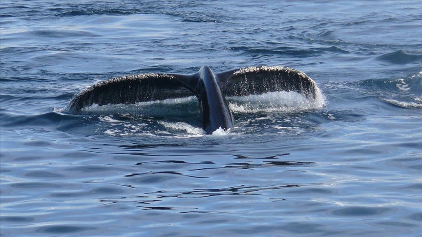 Orcas, dolphins observed hunting salmon together in 1st-ever documented cooperation