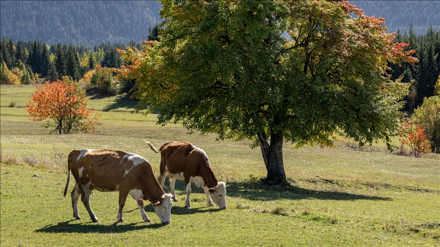 France / Ariège : début de l’abattage des vaches dans une ferme touchée par la dermatose nodulaire