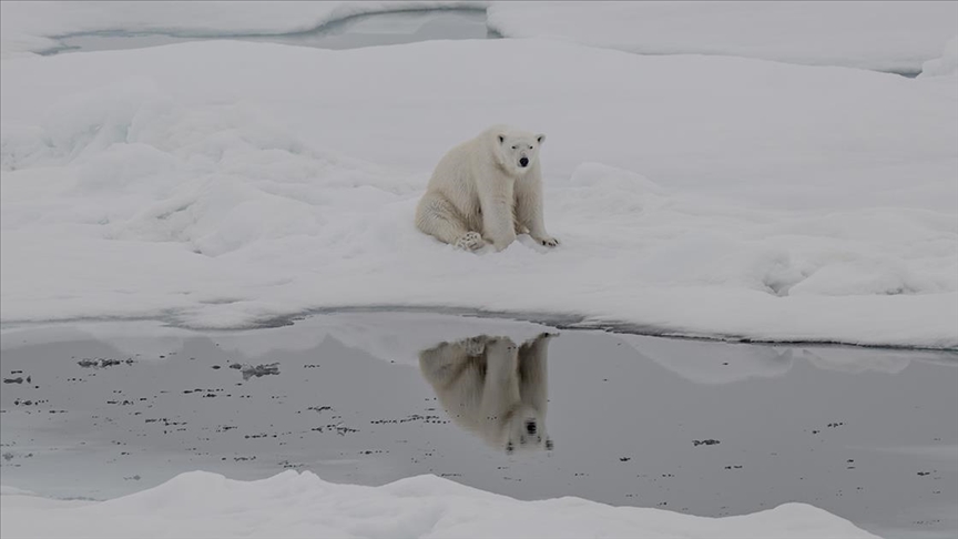 Kutup ayılarının artan sıcaklıklara uyum sağlamaya başladığı belirlendi