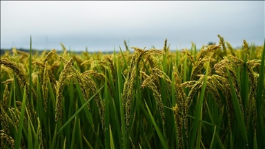 Çin'in hububat üretimi 714,8 milyon ton oldu