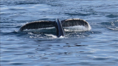 Orcas, dolphins observed hunting salmon together in 1st-ever documented cooperation