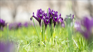 İhracatı yasak ve kotaya tabi doğal çiçek soğanları belirlendi