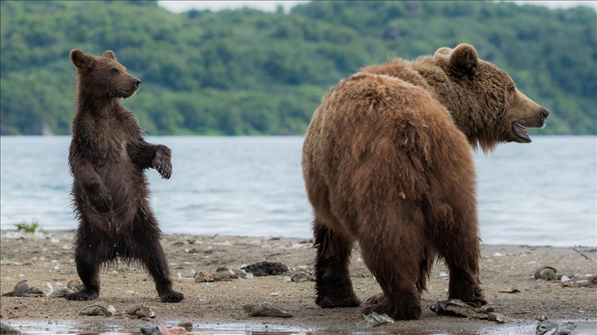 Bears disrupt operations at nearly 30% of companies in northeastern Japan: Poll