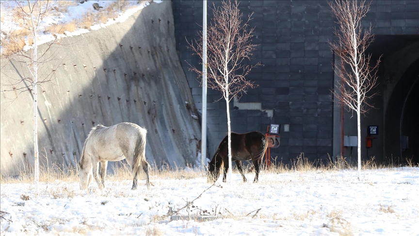 Ardahan'da Aşık Şenlik Tüneli'nde yılkı atları görüntülendi