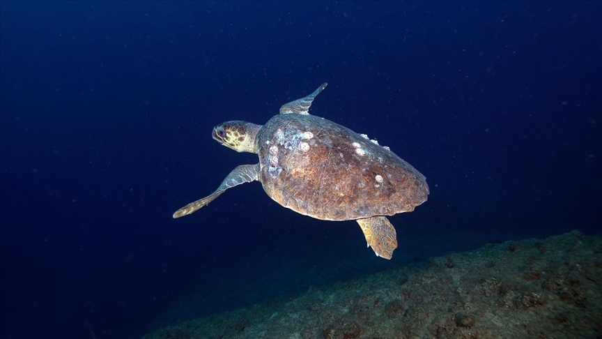 Дайверы запечатлели уникальное биоразнообразие глубин Восточного Средиземноморья