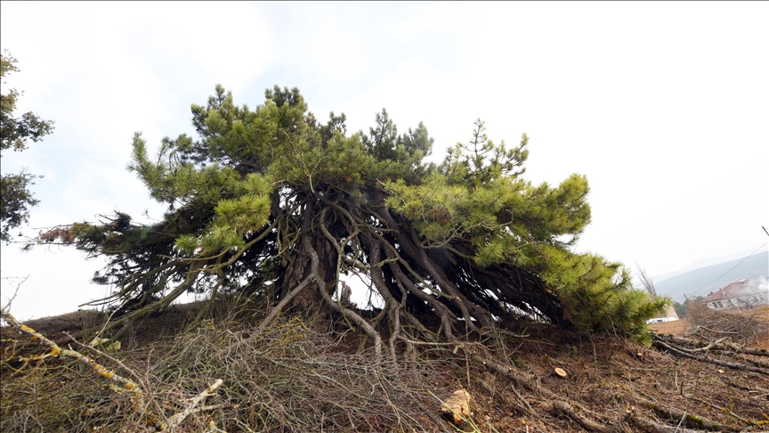 Dalları aşağıya doğru uzanan çam ağacı şemsiyeyi andıran görüntüsüyle dikkat çekiyor