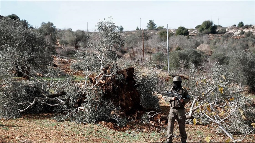 İsrail, işgal altındaki Batı Şeria'da bir haftada 1608 zeytin ağacını kökünden söktü