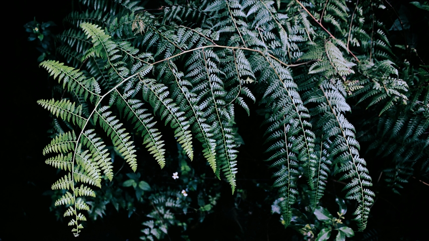 Antalya'da süs bitkileri için Organize Tarım Bölgesi kurulacak