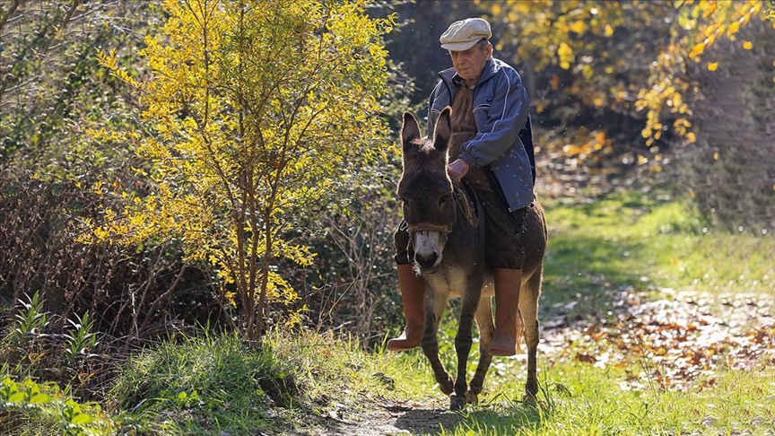 Слепиот дедо Раиф веќе 24 години го наоѓа патот благодарение на своето магаре