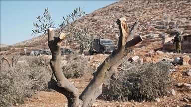 الضفة.. إسرائيل تواصل اقتلاع مئات الأشجار شمال شرق رام الله