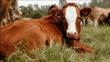 France : près d’un million de bovins seront vaccinés contre la dermatose nodulaire, des éleveurs mobilisés