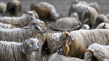 Tiftiğin ekonomiye kazandırılması için destek mekanizmaları geliştirilecek