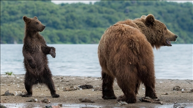 Bears disrupt operations at nearly 30% of companies in northeastern Japan: Poll