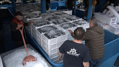 İğneada açıklarında hamsi bolluğu yaşanıyor