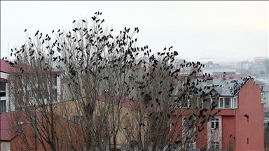 Li Erdexanê dîmenên çûkên li esmanê direqisin hatin kişandin