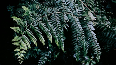 Antalya'da süs bitkileri için Organize Tarım Bölgesi kurulacak