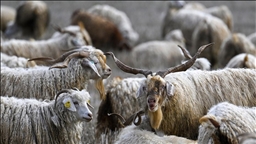 Tiftiğin ekonomiye kazandırılması için destek mekanizmaları geliştirilecek