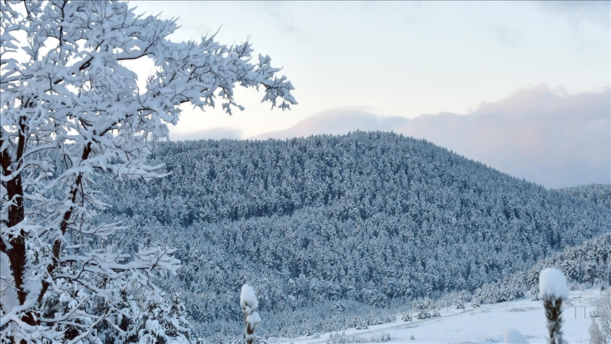 Li Qersê berfa ku barî daristanên sariçamê çîlspî kir