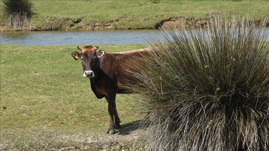 France / Dermatose bovine : Annie Genevard défend la vaccination et annonce se rendre sur le terrain