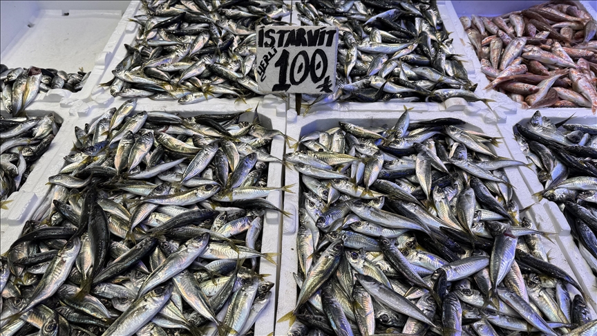Trabzon\'da hamsi ve istavrit 100 liradan satılıyor