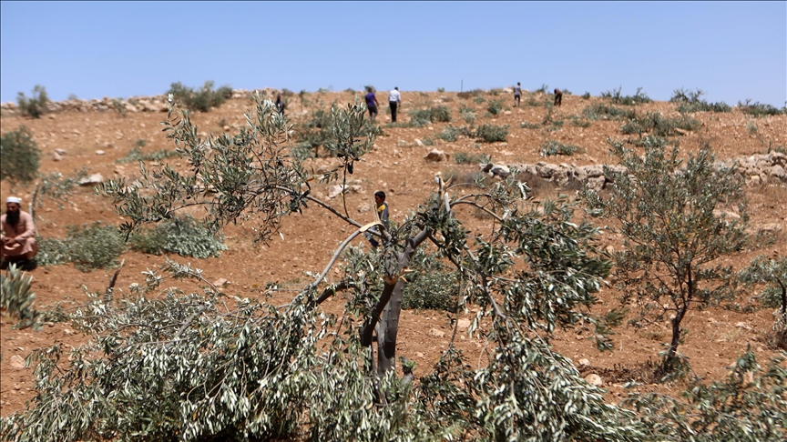 Illegal Israeli settlers destroy dozens of olive trees near occupied East Jerusalem