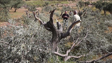 Ilegalni izraelski doseljenici uništili desetine stabala maslina u blizini Istočnog Jerusalema