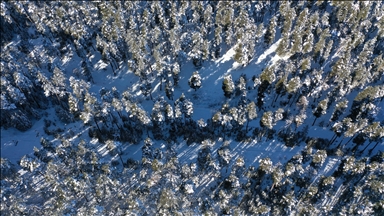 لوحة شتوية.. غابات "صاري قامش" التركية تكتسي بحلة بيضاء