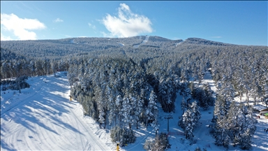 Kars'ta etkili olan kar yağışı sarıçam ormanlarını beyaza bürüdü
