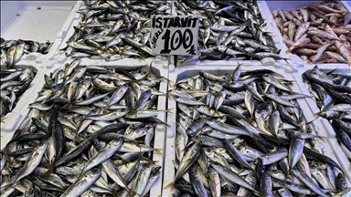 Trabzon'da hamsi ve istavrit 100 liradan satılıyor