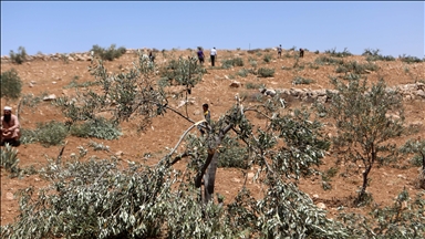 Illegal Israeli settlers destroy dozens of olive trees near occupied East Jerusalem