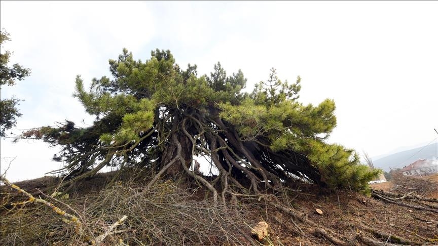 تركيا.. شجرة صنوبر تتحدى القرون بأغصانها المتدلية كالمظلة