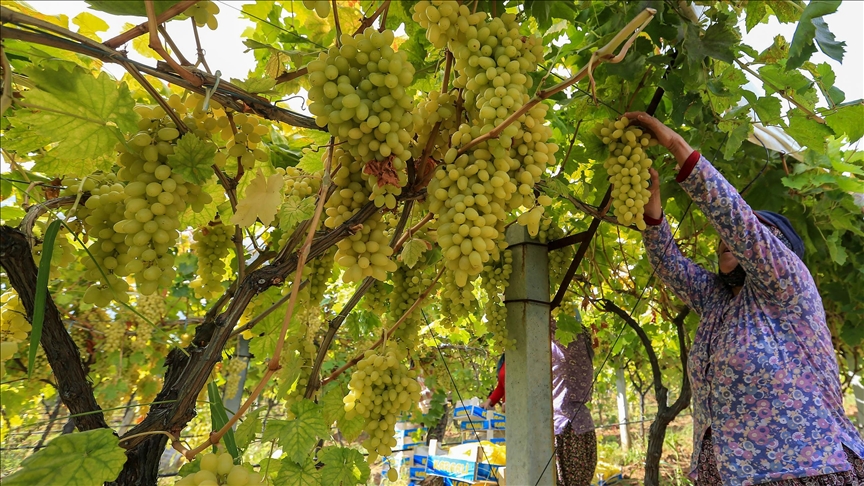 Des chercheurs turcs produisent une huile unicellulaire à partir des résidus de raisin
