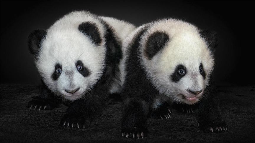 Japonya ikiz pandaların Çin'e dönmesiyle 50 yıl sonra pandasız kalacak
