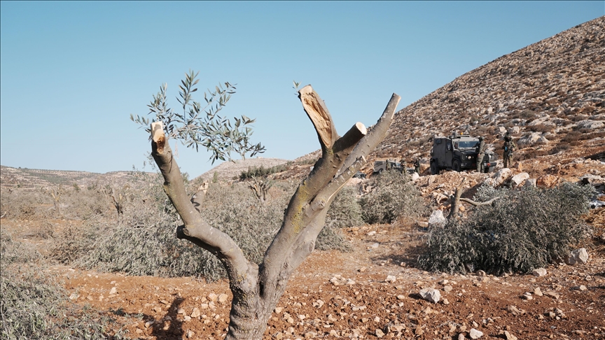 الضفة.. الجيش الإسرائيلي يقتلع 400 شجرة زيتون 