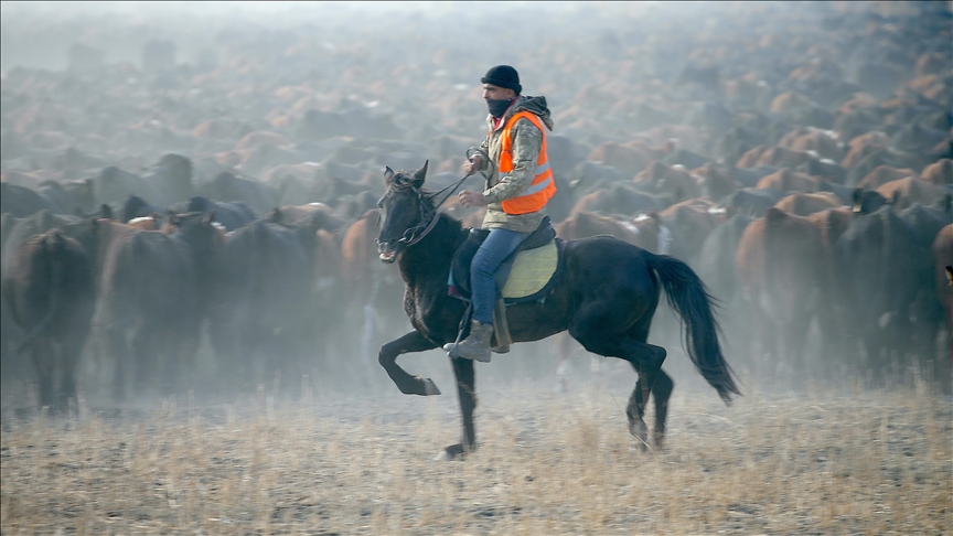 "Kowboyên Çiyayê Agiriyê" hespên serberedayî hîn dikin û bi wan bir û garanan kontrol dikin