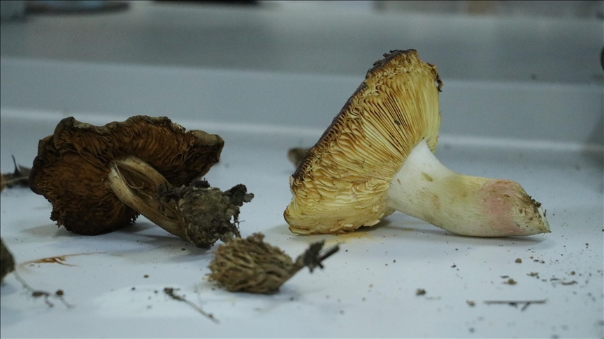 Ganos Dağı'na ait mantar çeşitlerinin envanteri çıkarılıyor