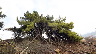 تركيا.. شجرة صنوبر تتحدى القرون بأغصانها المتدلية كالمظلة