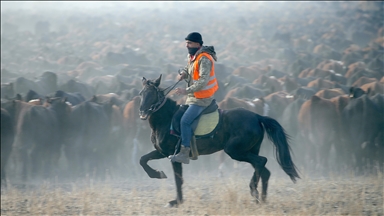 "Ağrı Dağı'nın kovboyları" eğittikleri yılkı atlarıyla sürüleri kontrol ediyor