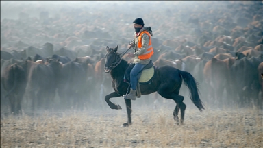 "Kowboyên Çiyayê Agiriyê" hespên serberedayî hîn dikin û bi wan bir û garanan kontrol dikin