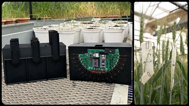 Üniversitede buğday kök açılarını ölçen cihaz geliştirildi