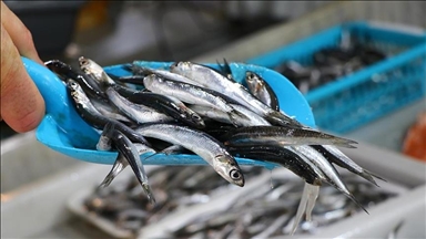 Türkiye'den 11 ayda 14,4 milyon dolarlık hamsi ihracatı yapıldı