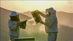 Türkiye'de kışlama döneminde arı ölümleri artıyor 