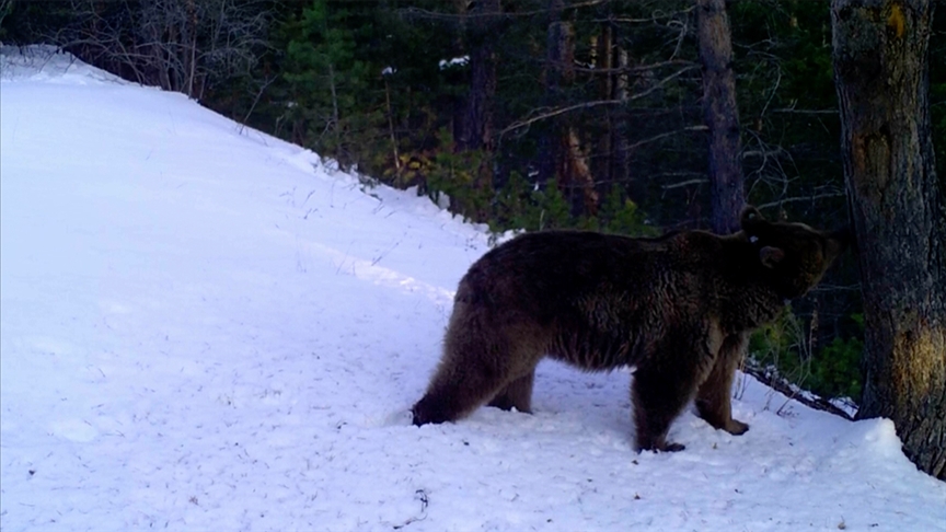 Kars'ta birçok bozayı kar yağışı sonrası kış uykusuna yattı